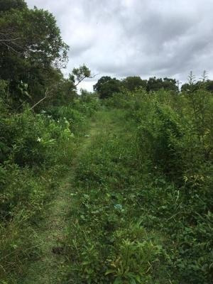 Terreno De Chácara À 1km Da Rodovia (mx)