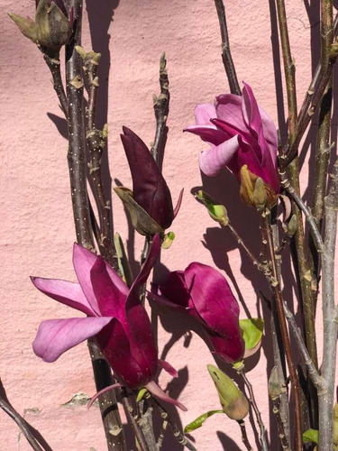 Planta Magnolia Liliflora Púrpura Tulipanero Vivero Oeste | MercadoLibre