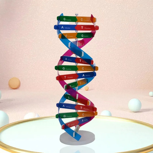 Modelo De Adn Manual: Genes De Doble Hélice Para La Ciencia