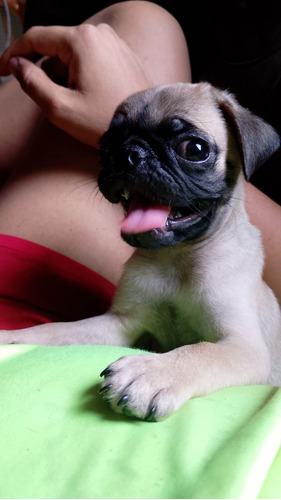 Cachorros Pug De 2 Meses De Edad