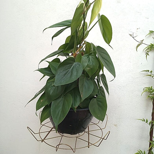 Suporte Pendurar Vaso De Planta Parede Margarida Prato Médio