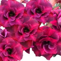 Comprar Enxerto Rosa Do Deserto  Roxa Flor Dobrada Cranberries Rc526