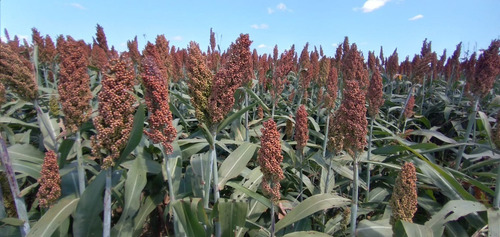 Sorgo Grano. Bolsa De 40 Kgs