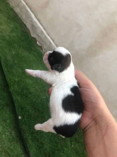 Vende- Se , Cachorros Shitszu