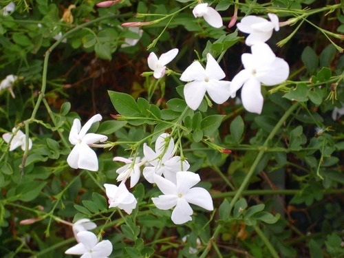 Jazmín Morisco (jazminum Officinale) Envió Gratis