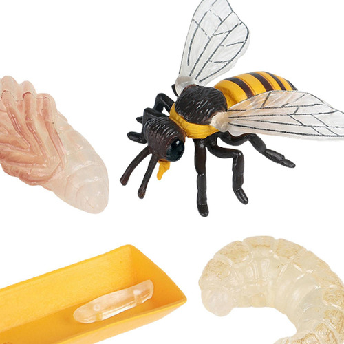 ` Life Cycle Of A Bee, Insect Life Cycles