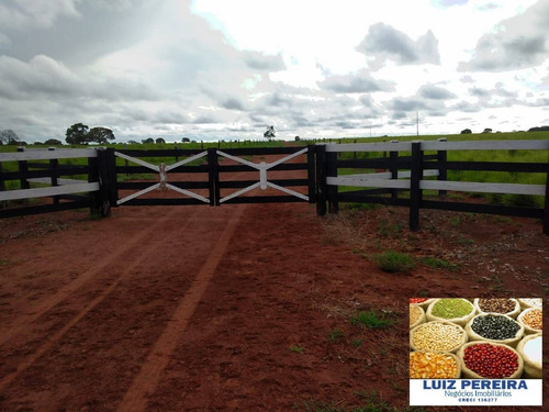 Imagem 15 de 15 de Fazenda À Venda No Vale Do Araguaia - To - 366 Alqueirões (dupla Aptidão) - 1710