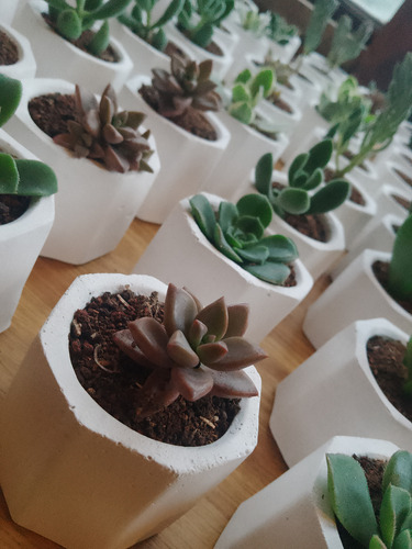 Souvenir Suculentas Y Cactus