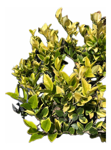 Oleo Texano Aurea - Oleo Texano Verde Y Amarillo - Cerco