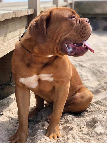 Imagen 5 de 5 de Dogo De Burdeos Para Monta
