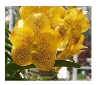 Orquidea Vanda Amarela Cacho | MercadoLivre 📦