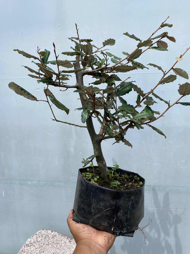 Eleagnus Pungens Material Para Bonsai