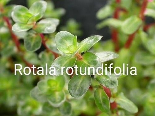 Rotala Mix . Acuaplant Plantas Para Acuario