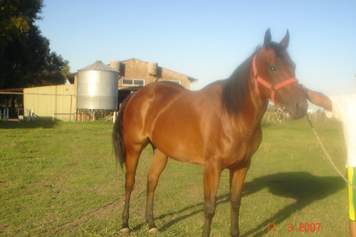 Imagen 8 de 10 de Haras Pensionado Equino Y Deportes Ecuestres -zona Sur Bsas-