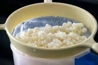 Imagen 3 de 7 de Kefir De Leche