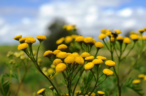 100 Semillas De Tanaceto Tansi Tanacetum Vulgare