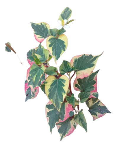 Planta Houttuynia Cordata - Camaleon