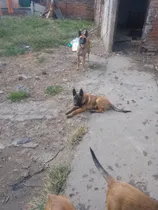 Comprar Cachorros Pastor Belga Malinois