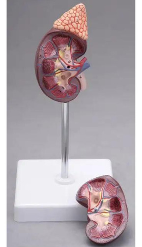 Modelo Anatômico Rins Corpo Humano Anatomia Funcionamento