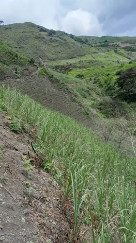 Vendo Finca Con Cultivo De Caña
