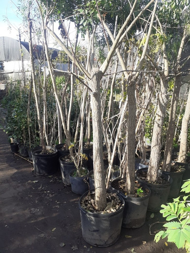 Imagen 4 de 6 de Arbol Ceibo, Árbol Del Coral T20/25cm 65lts