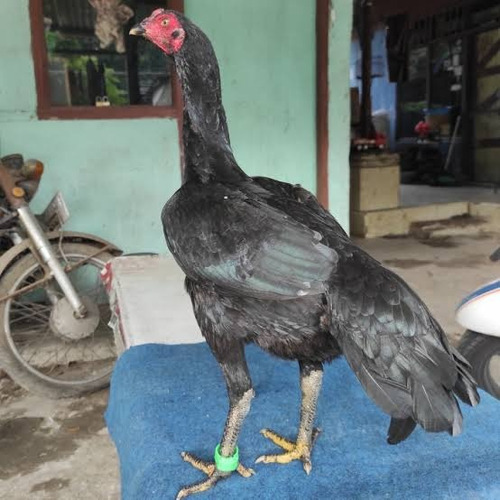 Índio Puro (ovos Galados)
