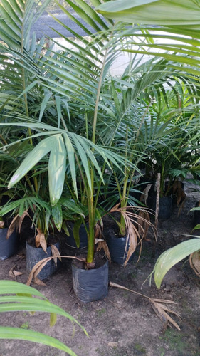 Palmera Seofortia O Real Australiana Dobles 1,70 De Alto Verde