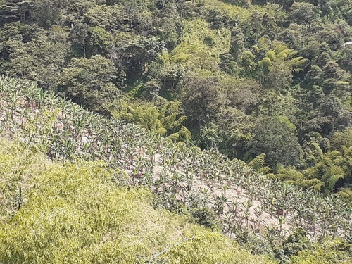 Imagen 15 de 21 de Vendo Finca Ganadera En Balboa Risaralda