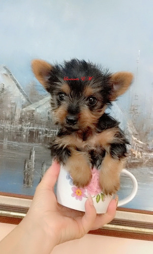 Hermoso Cachorrito Yorky 550 Mini Toy Yorkshire Terrier