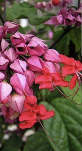 Clerodendrum Rojo Ramillete Flores Colibríes Envío Gratis!!