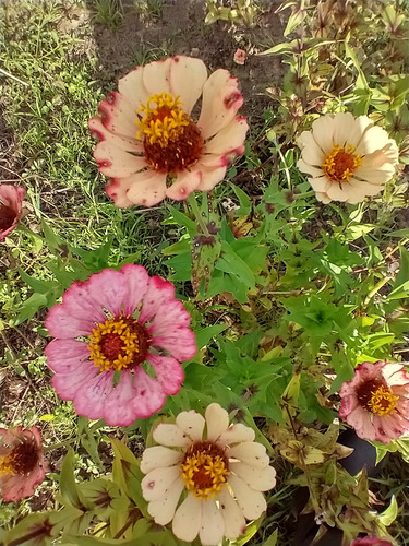 Mix De Sementes De Zinia