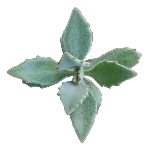 Kalanchoe Behartii