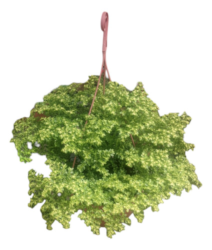 Helecho Arroz - Pilea Microphylla - Planta Colgante - Bol 18