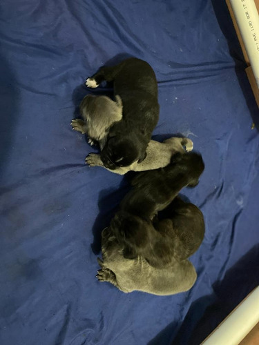 Imagen 4 de 7 de Cane Corso Camada Nueva