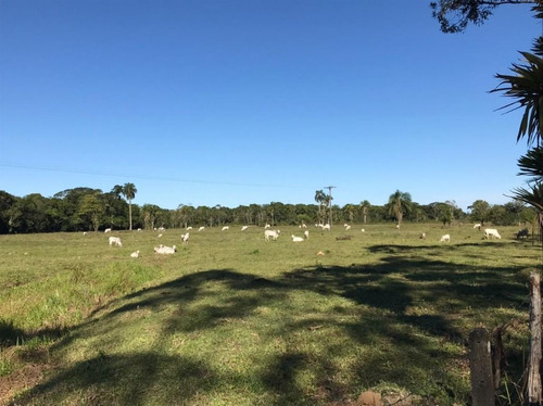 Imagem 3 de 29 de Fazenda À Venda, 3509000 M² Por R$ 2.000.000 - Centro - Pariquera-açu/sp - Fa0216