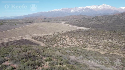Imagen 17 de 30 de Campo En Venta En Tupungato De 30000 Has - Viñedos De Altura - Nogales - Desarrollo Inmobiliario