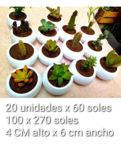 Imagen 2 de 3 de Cactus Y Suculentas Bautizos,matrimonio,misas,baby Shower