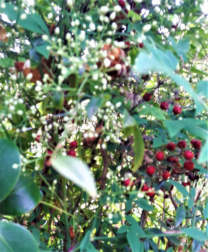 Nandina Bambú Sagrado Vivero Orgánico Cielo Verde