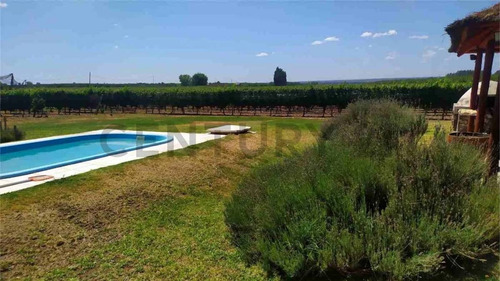 Imagen 10 de 19 de Campo Finca En Produccion Tunuyan Mendoza Valle De Uco
