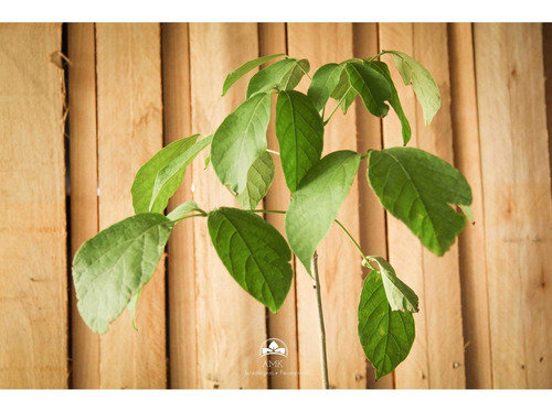 Muda De Ipê Branco Altura De 0,40 Cm A 0,80 Cm