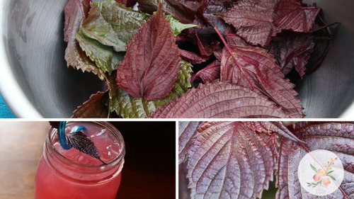 Perilla Shiso Mix - Roxa E Verde - Baby Leaf - 40 Sementes