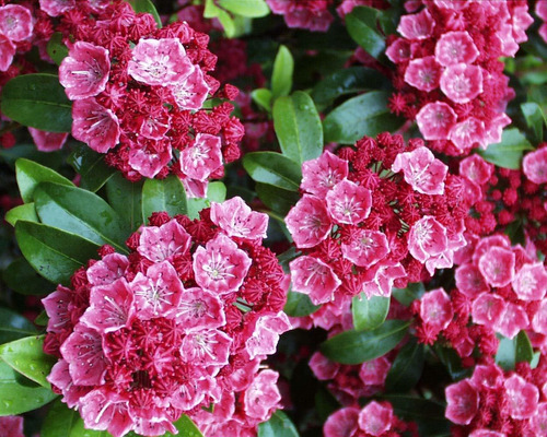 Planta Viva De Green Promise Farms Kalmia Lat. 'nathan Hale'