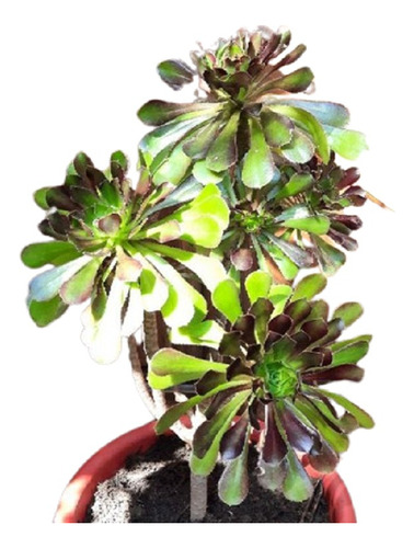 Rosa Negra Aeonium Atropurpu.. Vivero Cielo Verde Orgánico