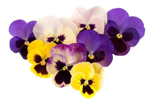 Sobre Para Sembrar 25 Plantas De Violas Ideal Maceta Jardin