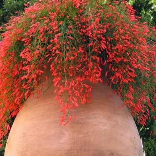 Flor De Coral - Russelia Equisetiformis + Vaso Cuia 21