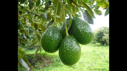 Aguacate Hass Mendez No Semilla Arbolitofrutal Injertado 