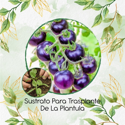 Sustrato Para Trasplante De Tomate Cherry Morado