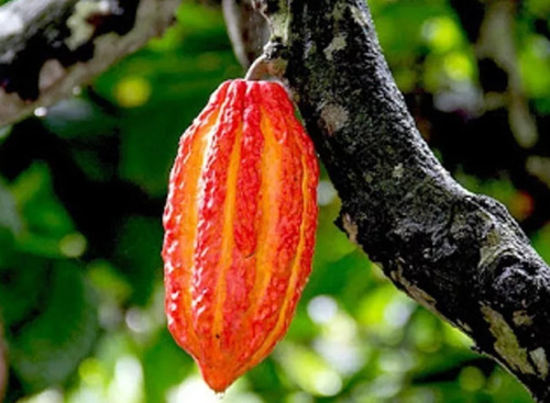 Semillas De Cacao Criollo,amarillo,rojo,blanco 20semillasc/u