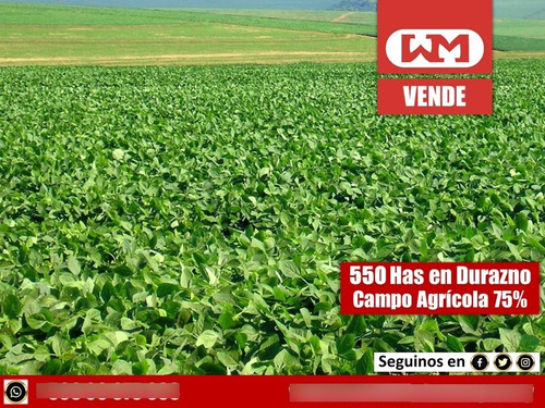 Venta Campo Durazno 550 Has Agrícola 75% Ic 144 Completo