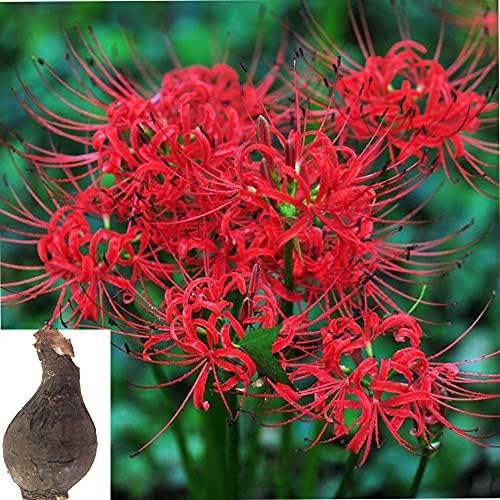 1 Bulbo De Lirio Aranha Vermelho
